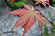 - Acer palmatum 'Wakehurst Pink' Japanese Maple - Mr Maple │ Buy Japanese Maple Trees