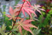 - Acer palmatum 'Wakehurst Pink' Japanese Maple - Mr Maple │ Buy Japanese Maple Trees