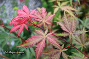 - Acer palmatum 'Wakehurst Pink' Japanese Maple - Mr Maple │ Buy Japanese Maple Trees
