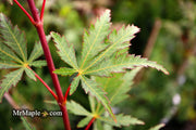 - Acer palmatum 'Wakehurst Pink' Japanese Maple - Mr Maple │ Buy Japanese Maple Trees
