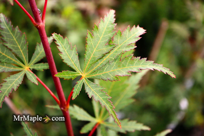 - Acer palmatum 'Wakehurst Pink' Japanese Maple - Mr Maple │ Buy Japanese Maple Trees