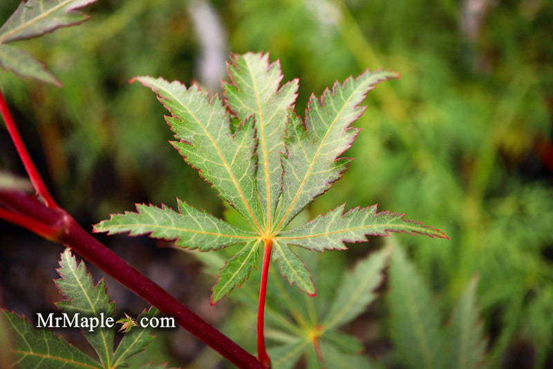 - Acer palmatum 'Wakehurst Pink' Japanese Maple - Mr Maple │ Buy Japanese Maple Trees