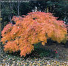 - Acer palmatum 'Waterfall' Japanese Maple - Mr Maple │ Buy Japanese Maple Trees