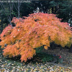 All Available Plants