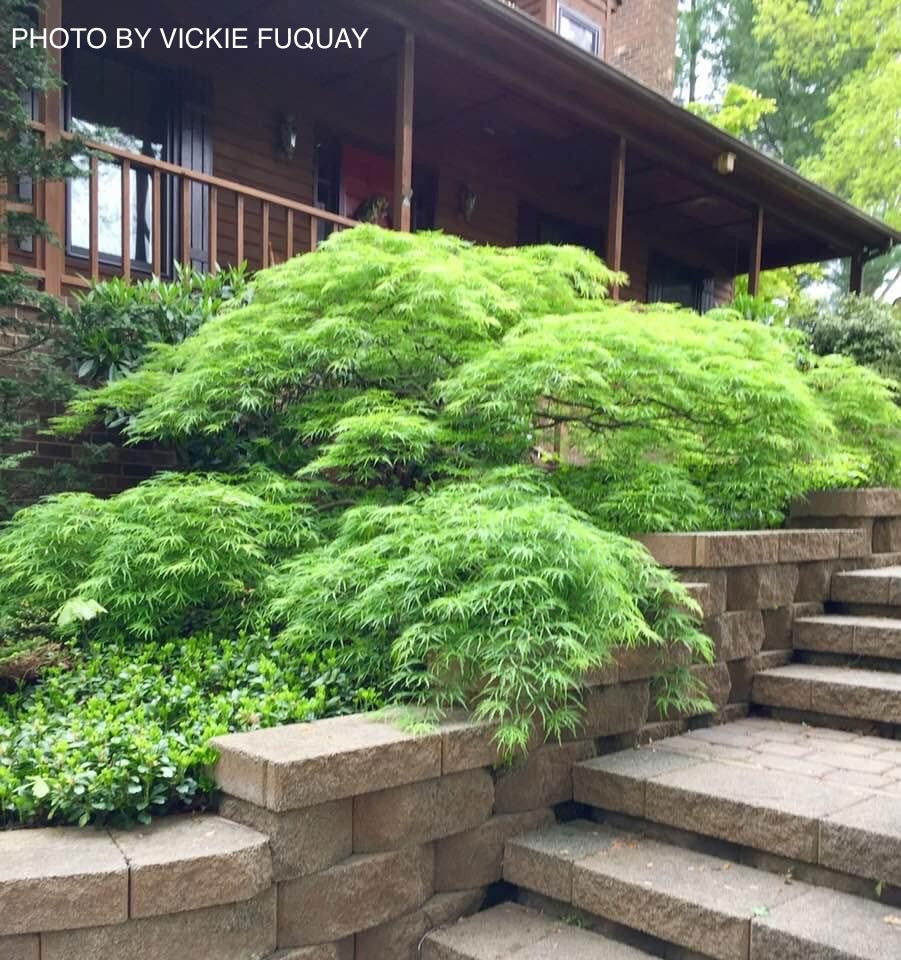 Buy Acer palmatum dissectum 'Waterfall' Japanese Maple — Mr Maple