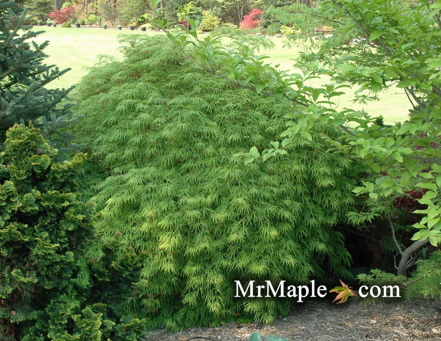 - Acer palmatum 'Waterfall' Japanese Maple - Mr Maple │ Buy Japanese Maple Trees