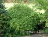 - Acer palmatum 'Waterfall' Japanese Maple - Mr Maple │ Buy Japanese Maple Trees