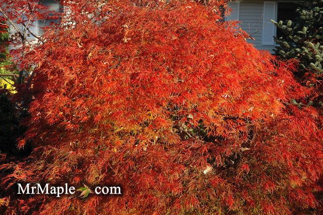 - Acer palmatum 'Waterfall' Japanese Maple - Mr Maple │ Buy Japanese Maple Trees