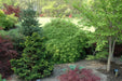 - Acer palmatum 'Waterfall' Japanese Maple - Mr Maple │ Buy Japanese Maple Trees