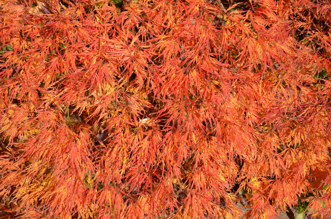 - Acer palmatum 'Waterfall' Japanese Maple - Mr Maple │ Buy Japanese Maple Trees