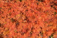 - Acer palmatum 'Waterfall' Japanese Maple - Mr Maple │ Buy Japanese Maple Trees