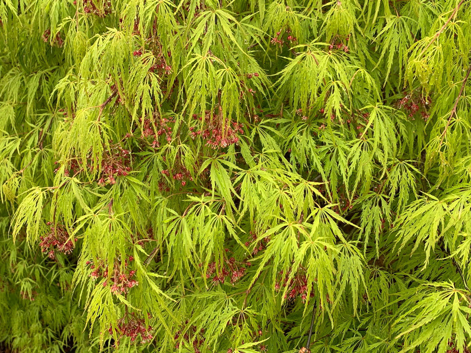 - Acer palmatum 'Waterfall' Japanese Maple - Mr Maple │ Buy Japanese Maple Trees