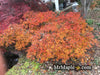 - Acer palmatum 'Waterfall' Japanese Maple - Mr Maple │ Buy Japanese Maple Trees