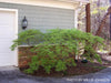 - Acer palmatum 'Waterfall' Japanese Maple - Mr Maple │ Buy Japanese Maple Trees