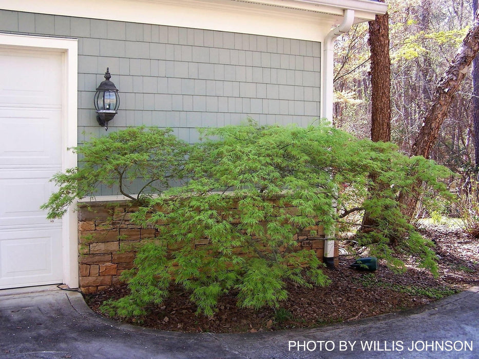 - Acer palmatum 'Waterfall' Japanese Maple - Mr Maple │ Buy Japanese Maple Trees