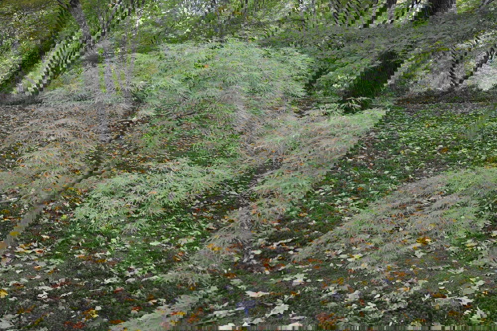 Buy Acer palmatum dissectum 'Waterfall' Japanese Maple — Mr Maple