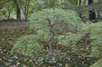 - Acer palmatum 'Waterfall' Japanese Maple - Mr Maple │ Buy Japanese Maple Trees