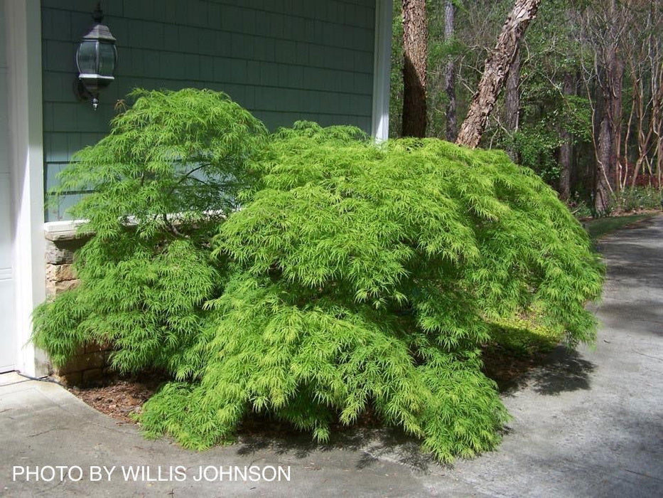 - Acer palmatum 'Waterfall' Japanese Maple - Mr Maple │ Buy Japanese Maple Trees