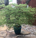 - Acer palmatum 'Waterfall' Japanese Maple - Mr Maple │ Buy Japanese Maple Trees