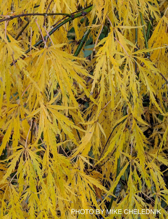 - Acer palmatum 'Waterfall' Japanese Maple - Mr Maple │ Buy Japanese Maple Trees