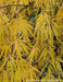 - Acer palmatum 'Waterfall' Japanese Maple - Mr Maple │ Buy Japanese Maple Trees