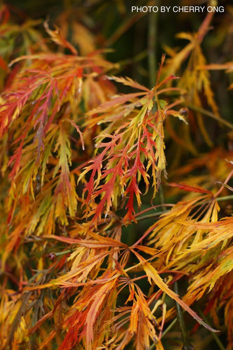 - Acer palmatum 'Waterfall' Japanese Maple - Mr Maple │ Buy Japanese Maple Trees