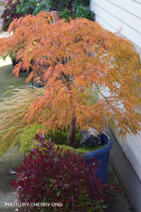 - Acer palmatum 'Waterfall' Japanese Maple - Mr Maple │ Buy Japanese Maple Trees