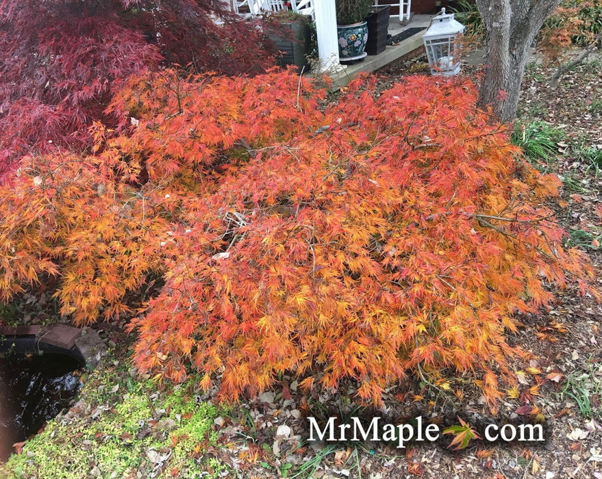 - Acer palmatum 'Waterfall' Japanese Maple - Mr Maple │ Buy Japanese Maple Trees