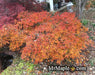 - Acer palmatum 'Waterfall' Japanese Maple - Mr Maple │ Buy Japanese Maple Trees