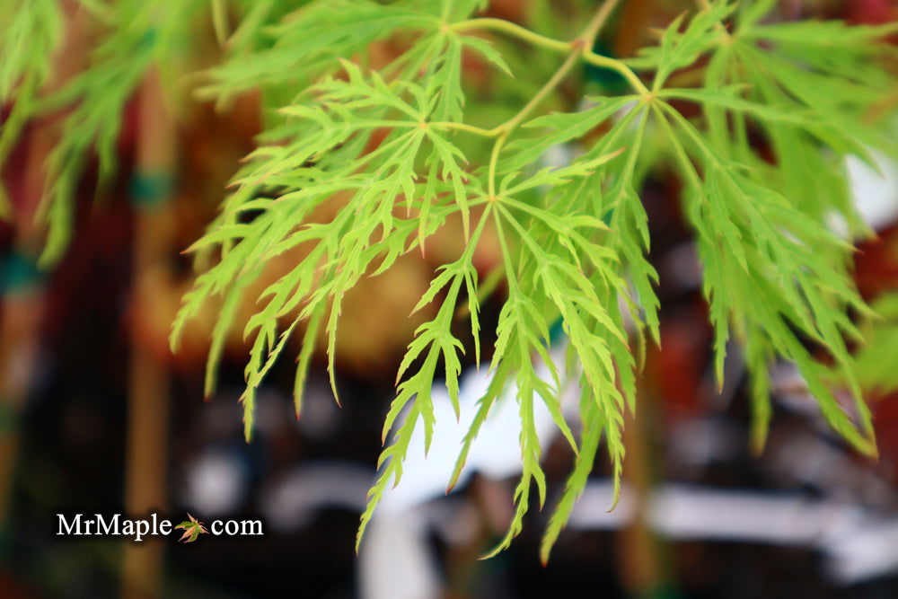 - Acer palmatum 'Waterfall' Japanese Maple - Mr Maple │ Buy Japanese Maple Trees