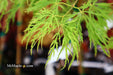 - Acer palmatum 'Waterfall' Japanese Maple - Mr Maple │ Buy Japanese Maple Trees