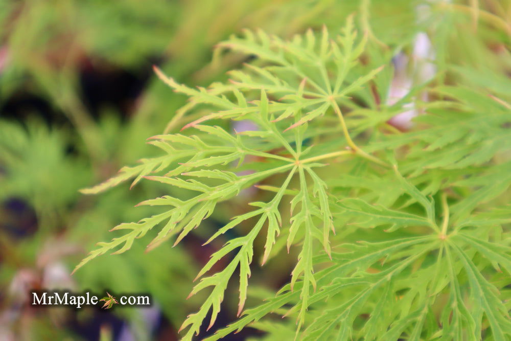 - Acer palmatum 'Waterfall' Japanese Maple - Mr Maple │ Buy Japanese Maple Trees