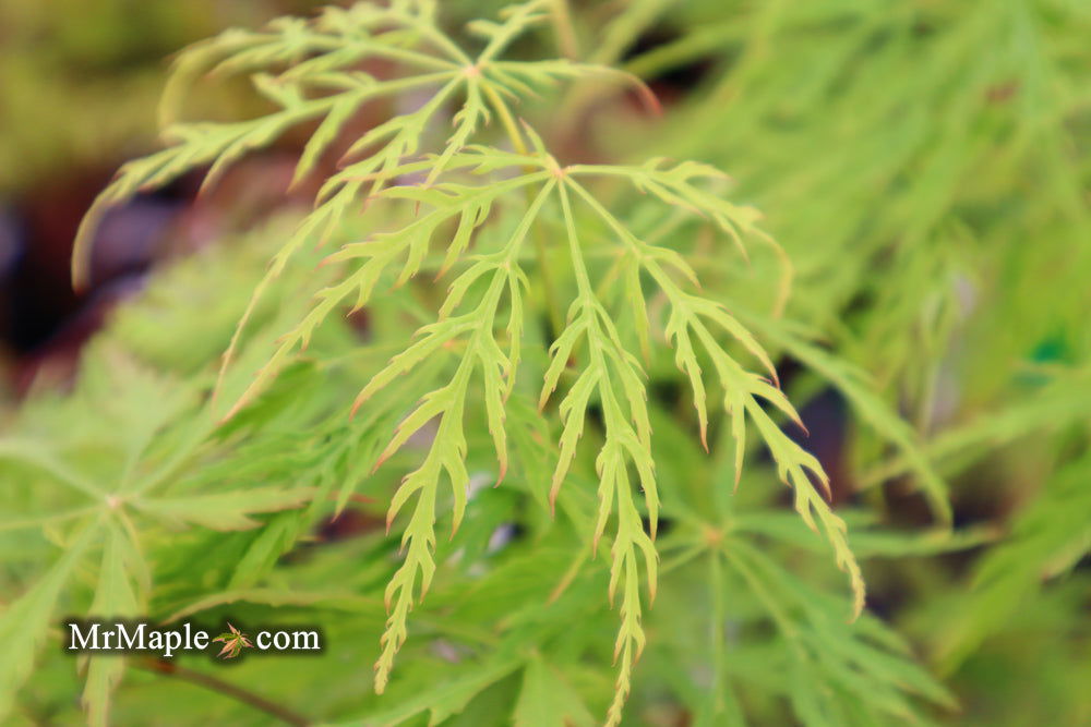 - Acer palmatum 'Waterfall' Japanese Maple - Mr Maple │ Buy Japanese Maple Trees