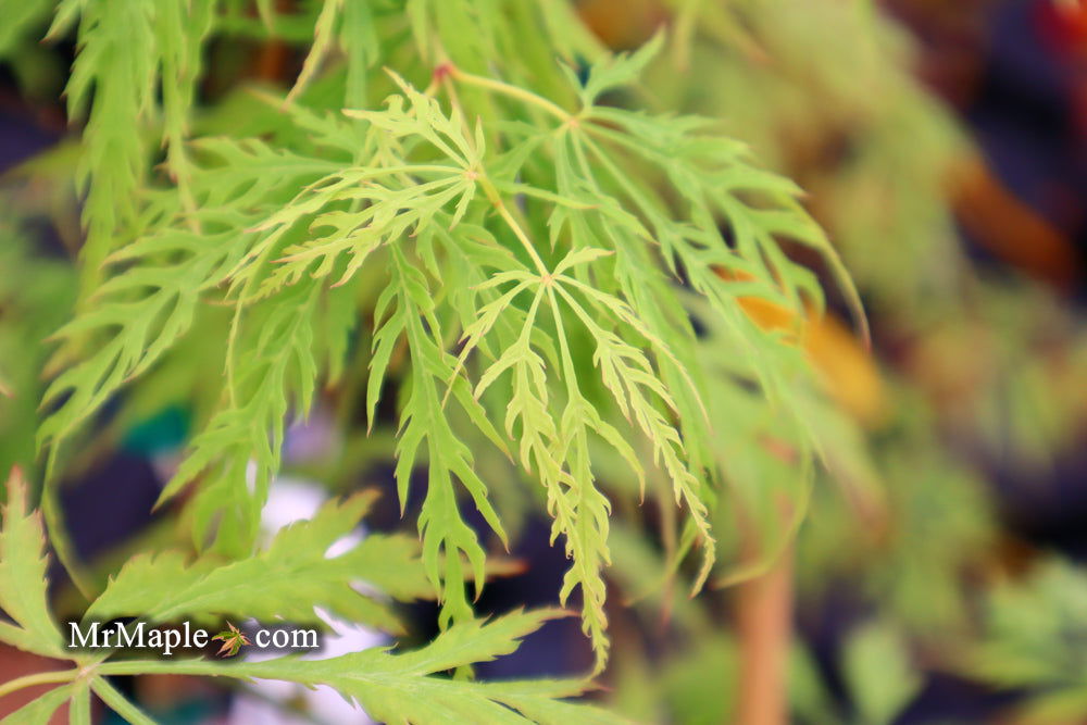 - Acer palmatum 'Waterfall' Japanese Maple - Mr Maple │ Buy Japanese Maple Trees