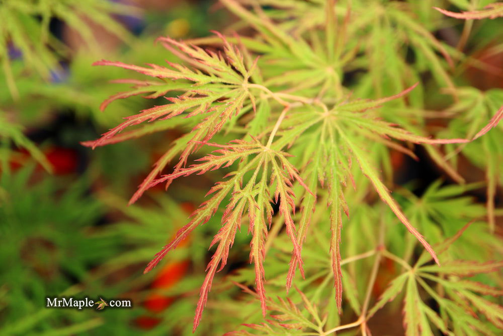 - Acer palmatum 'Waterfall' Japanese Maple - Mr Maple │ Buy Japanese Maple Trees