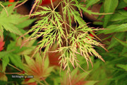 - Acer palmatum 'Waterfall' Japanese Maple - Mr Maple │ Buy Japanese Maple Trees