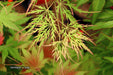 - Acer palmatum 'Waterfall' Japanese Maple - Mr Maple │ Buy Japanese Maple Trees