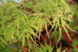 - Acer palmatum 'Waterfall' Japanese Maple - Mr Maple │ Buy Japanese Maple Trees