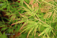 - Acer palmatum 'Waterfall' Japanese Maple - Mr Maple │ Buy Japanese Maple Trees