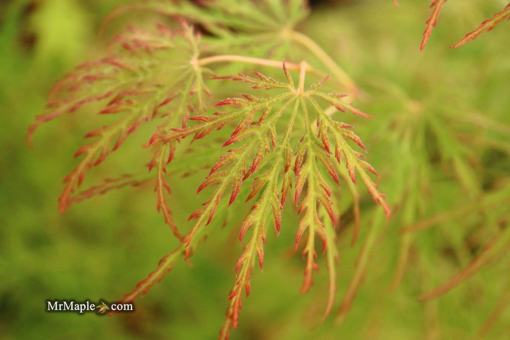 - Acer palmatum 'Waterfall' Japanese Maple - Mr Maple │ Buy Japanese Maple Trees