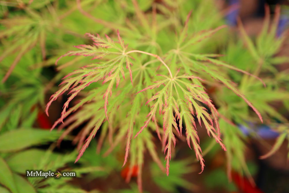 - Acer palmatum 'Waterfall' Japanese Maple - Mr Maple │ Buy Japanese Maple Trees