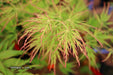 - Acer palmatum 'Waterfall' Japanese Maple - Mr Maple │ Buy Japanese Maple Trees