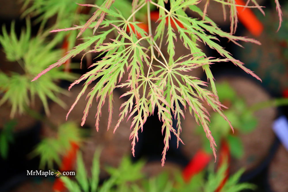 - Acer palmatum 'Waterfall' Japanese Maple - Mr Maple │ Buy Japanese Maple Trees