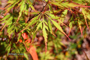 - Acer palmatum 'Watermelon' Weeping Japanese Maple - Mr Maple │ Buy Japanese Maple Trees