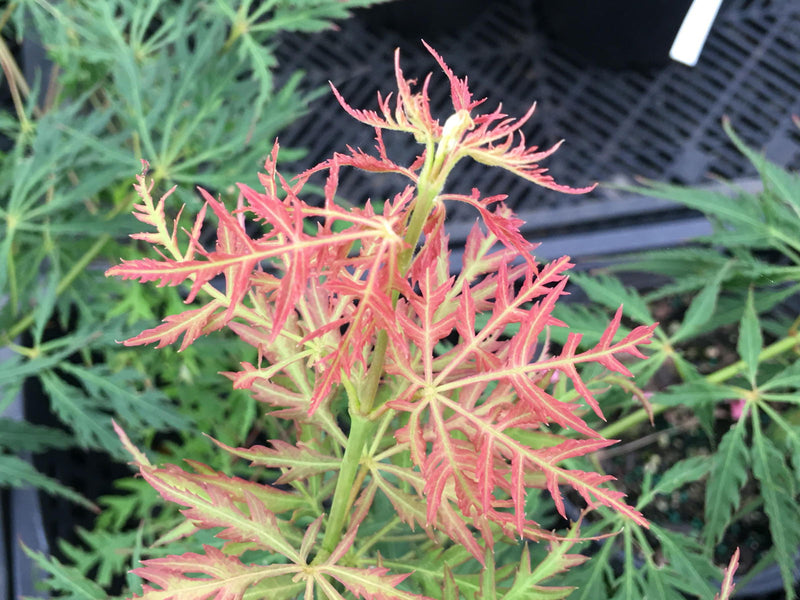 - Acer palmatum 'Watermelon' Weeping Japanese Maple - Mr Maple │ Buy Japanese Maple Trees