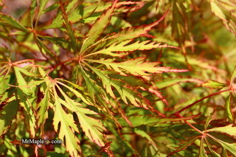- Acer palmatum 'Watermelon' Weeping Japanese Maple - Mr Maple │ Buy Japanese Maple Trees