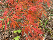 - Acer palmatum 'Watermelon' Weeping Japanese Maple - Mr Maple │ Buy Japanese Maple Trees