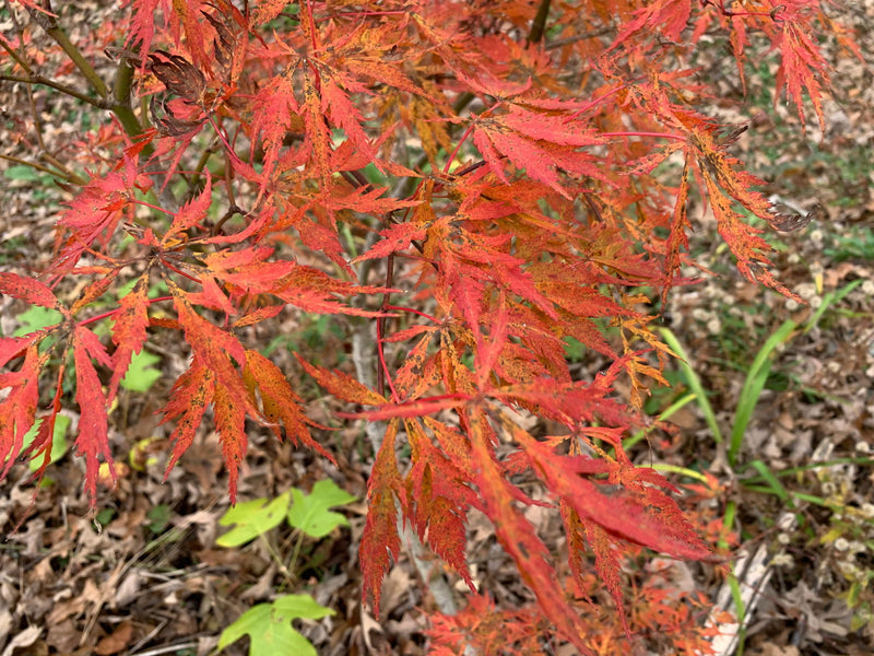 - Acer palmatum 'Watermelon' Weeping Japanese Maple - Mr Maple │ Buy Japanese Maple Trees