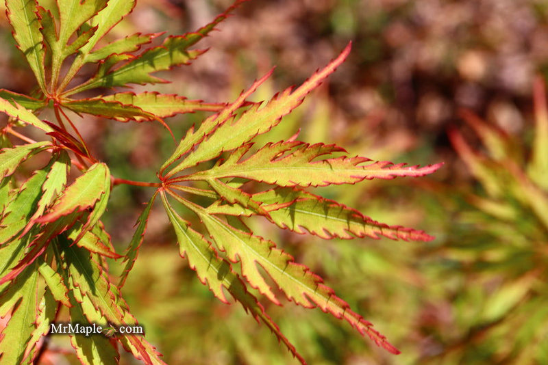 - Acer palmatum 'Watermelon' Weeping Japanese Maple - Mr Maple │ Buy Japanese Maple Trees
