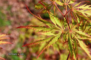 - Acer palmatum 'Watermelon' Weeping Japanese Maple - Mr Maple │ Buy Japanese Maple Trees